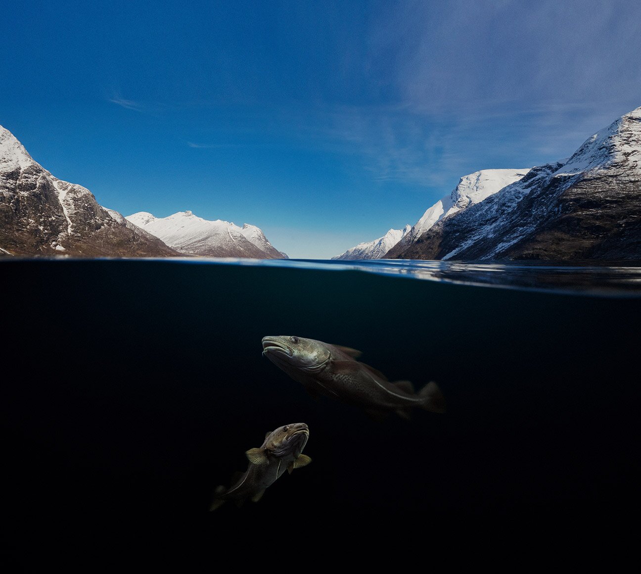 Norwegian cod under water in a fjord