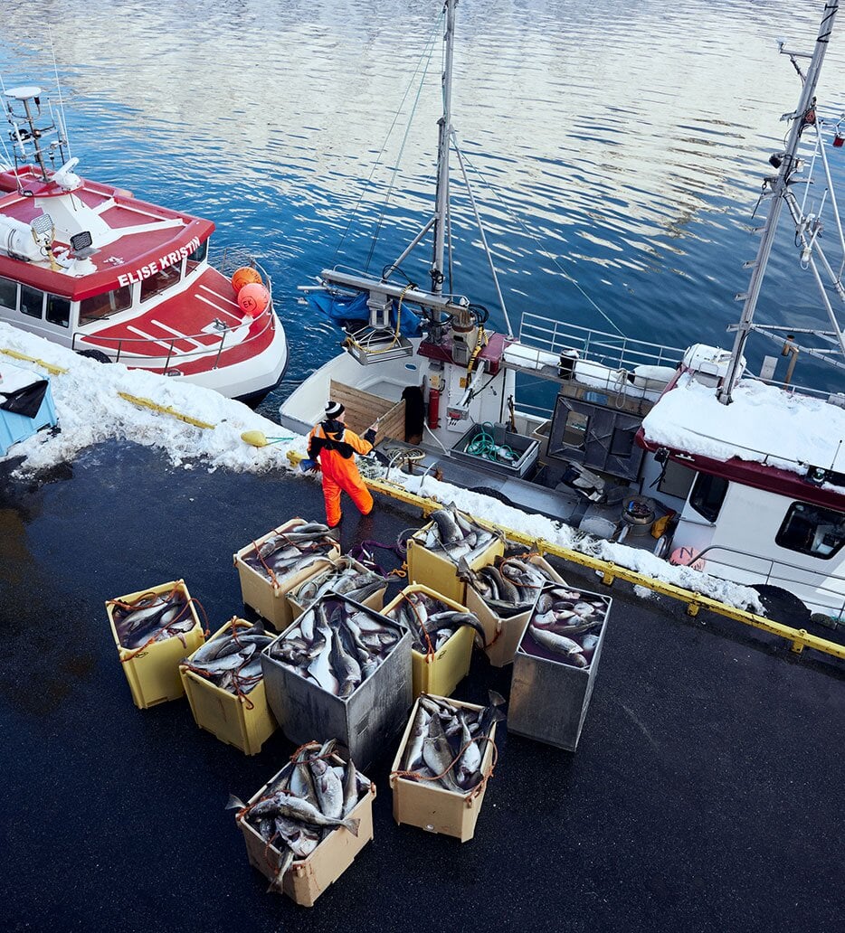 Fisherman offloading catch of cod on docks