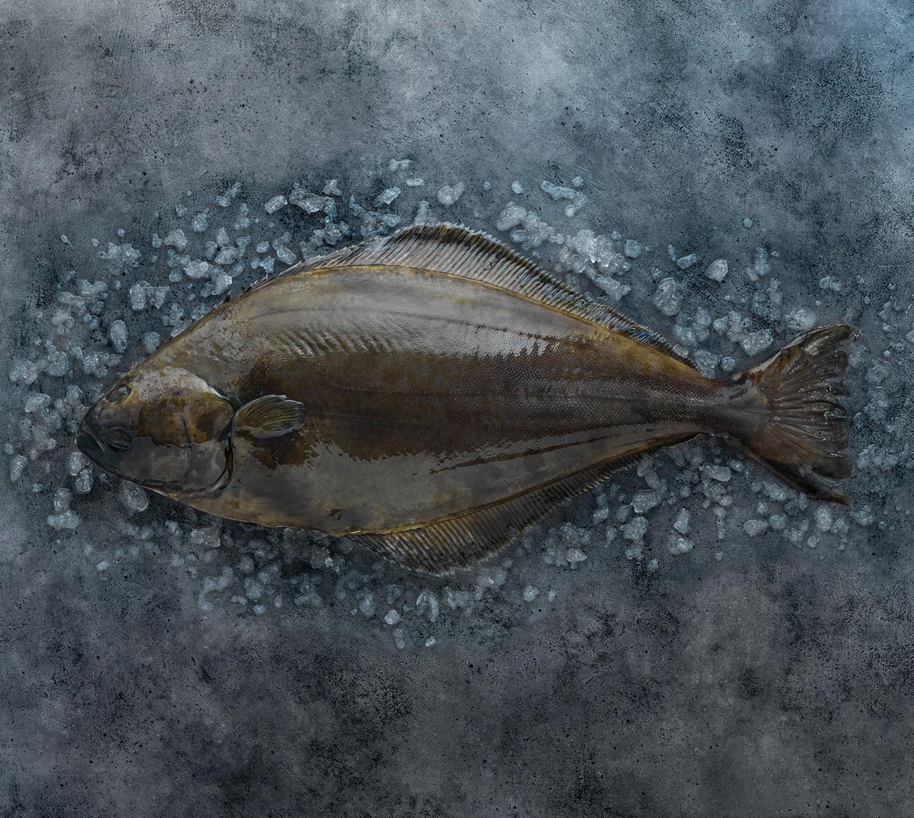 Atlantic halibut