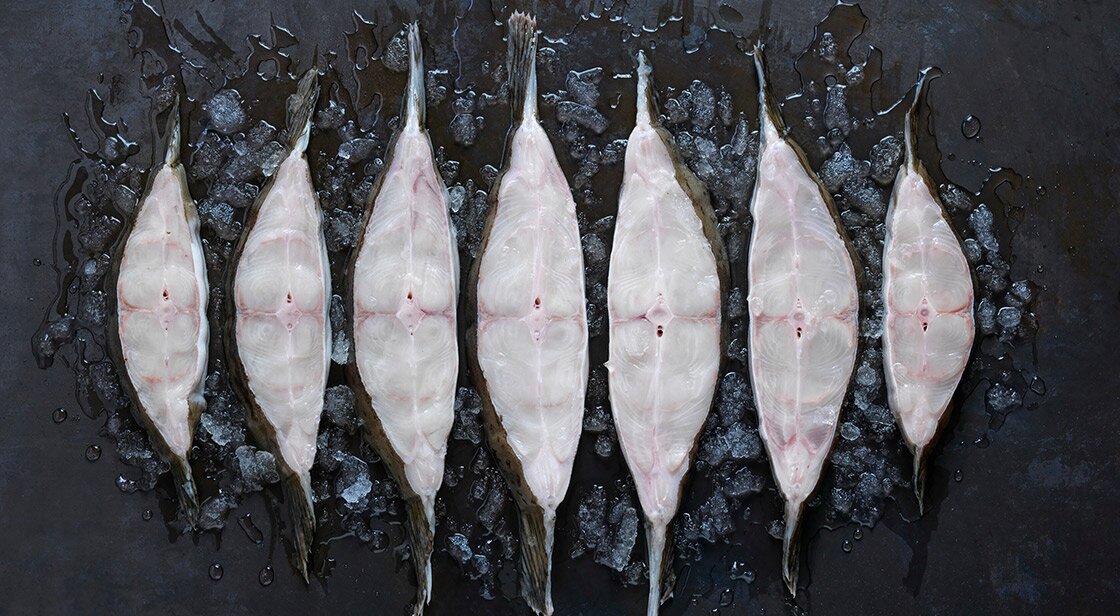 Atlantic halibut portions on ice