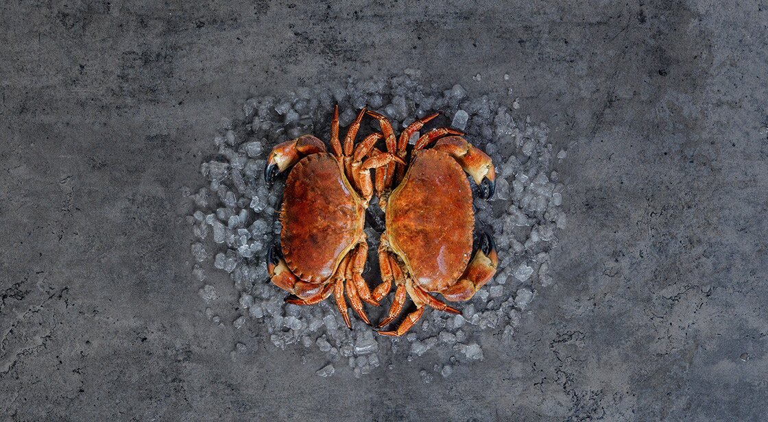 Norwegian brown crabs on ice