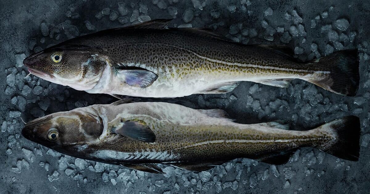 Nover Cod Fish Norwegian cod | Seafood from Norway | Seafood from Norway