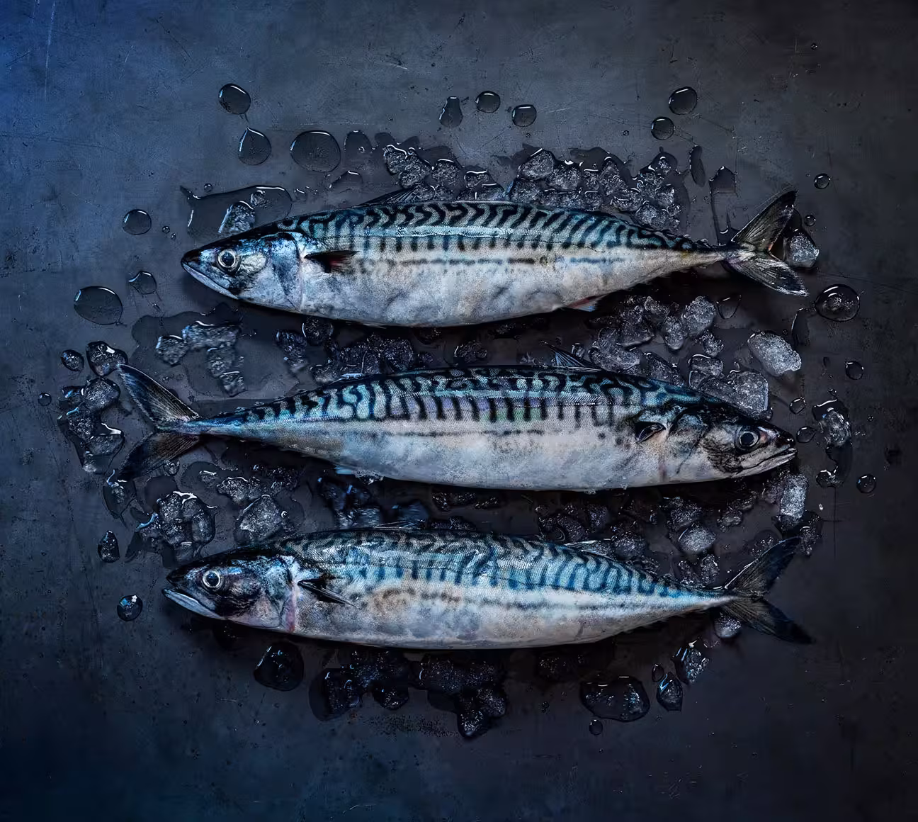 whole Norwegian mackerel on ice