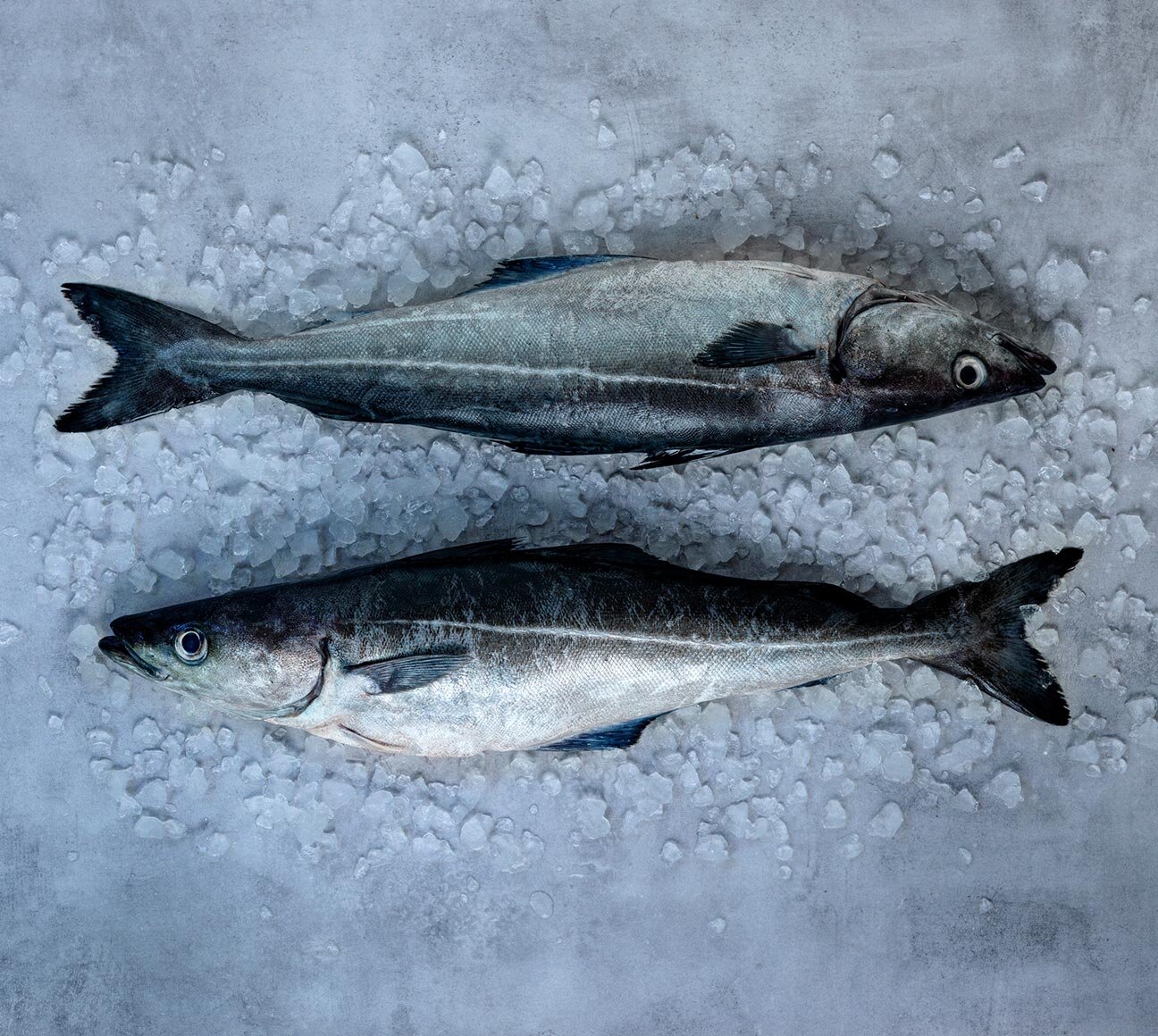 Norwegian saithe on ice 