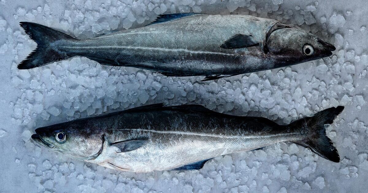 Saith Fish Norwegian saithe | Seafood from Norway | Seafood from Norway