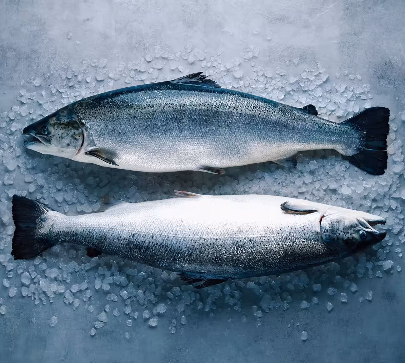 Norwegian salmon on ice