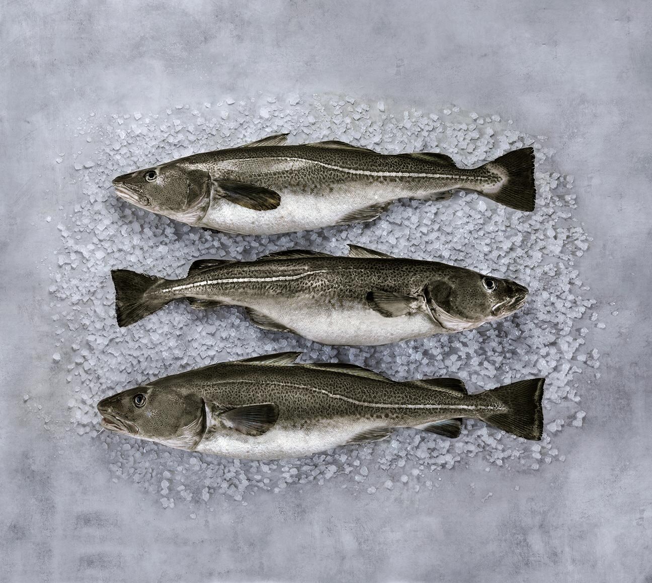 whole Norwegian skrei on ice 